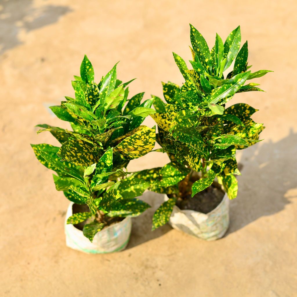 Buy Set of 2- Baby Croton Gold Star in 4 Inch Nursery Bag Online | Urvann.com Set of 2- Baby Croton Gold Star in 4 Inch Nursery Bag