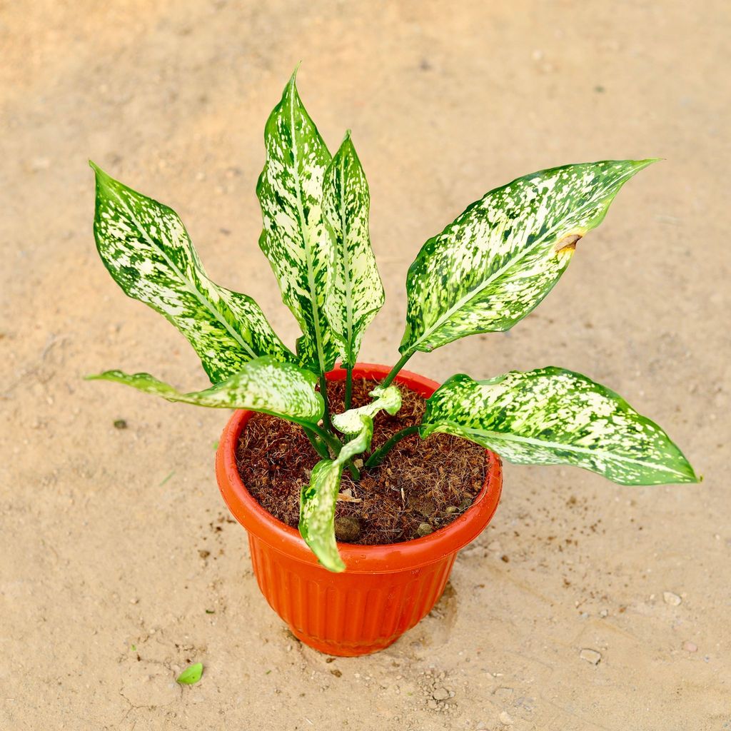 Buy Aglaonema snow white in 8 Inch Terracotta Red Premium Olive Plastic Pot Online | Urvann.com Aglaonema snow white in 8 Inch Terracotta Red Olive Plastic Pot