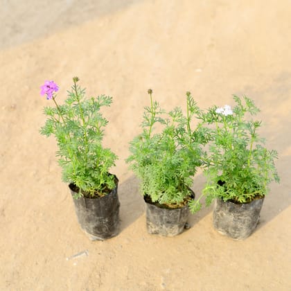 Buy Set of 3 - Verbena all season (Pink, White & Purple) in 4 Inch Nursery Bag Online | Urvann.com