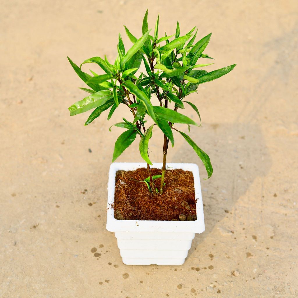 Sukh Shanti in 4 Inch White Marble Premium Orchid Square Plastic Pot