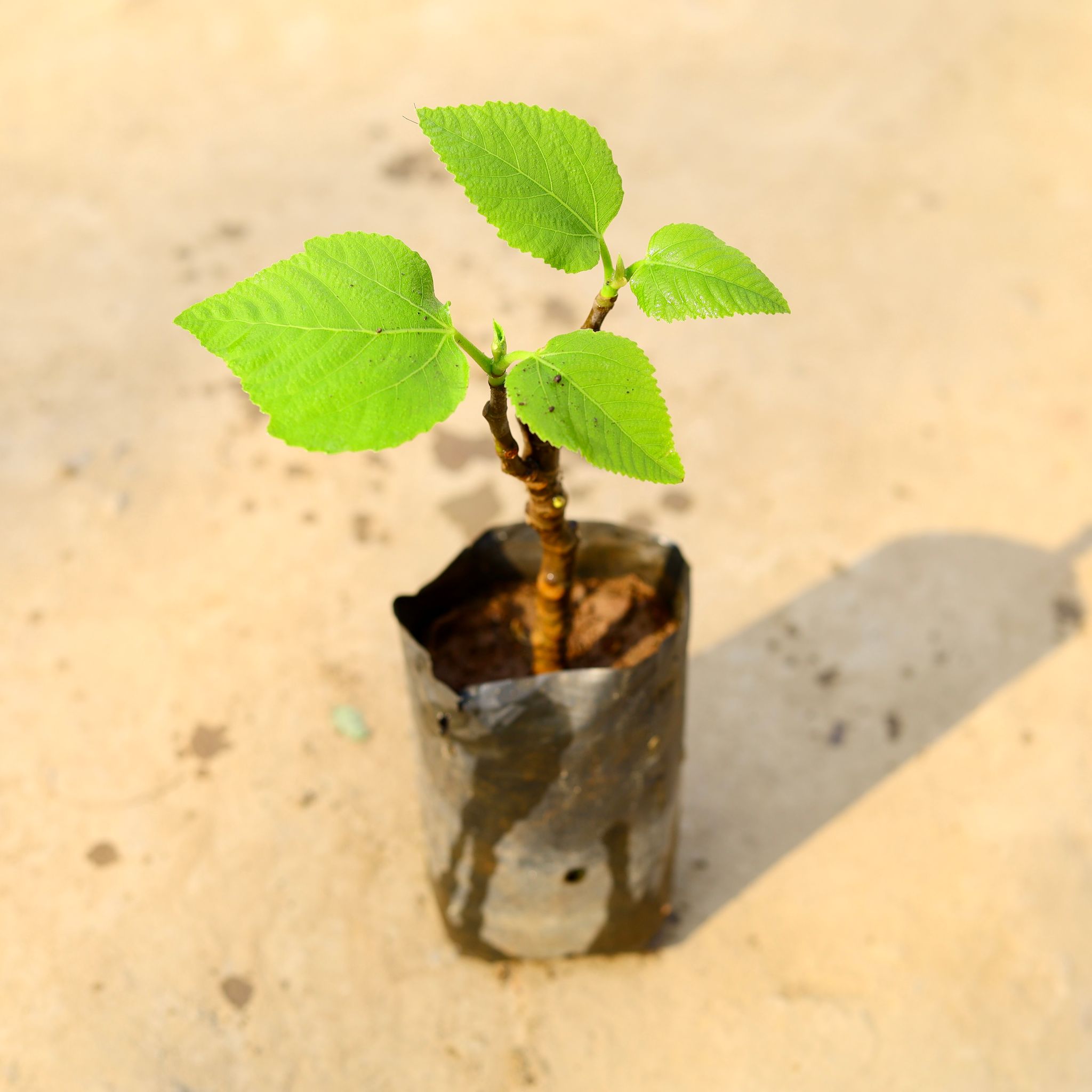 Fig / Anjeer in 8 Inch Nursery Bag