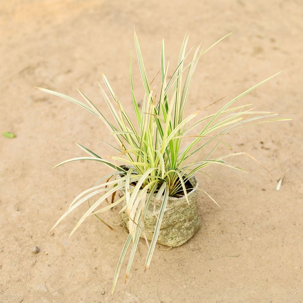 Buy Ribbon Grass White in 4 Inch Nursery Bag Online | Urvann.com Ribbon Grass White in 4 Inch Nursery Bag