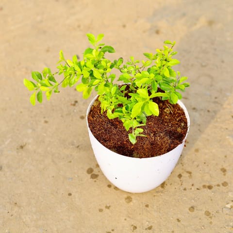 Duranta Golden in 6 Inch White Premium Orchid Round Plastic Pot