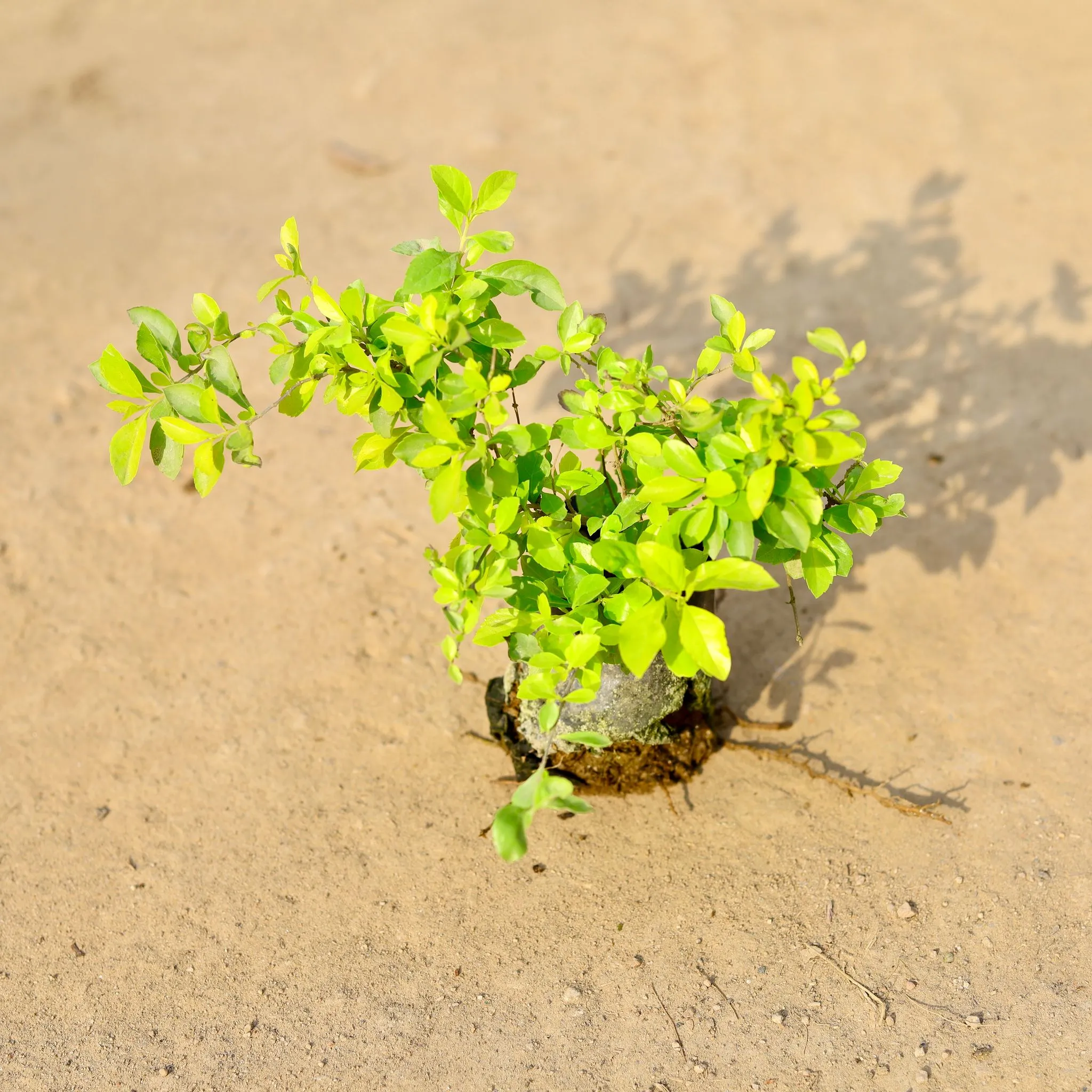 Duranta Golden in 4 Inch Nursery Bag
