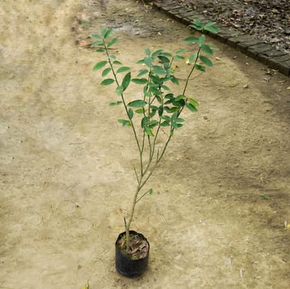 Buy Kagzi Lemon / Nimbu in 5 Inch Nursery Bag Online | Urvann.com