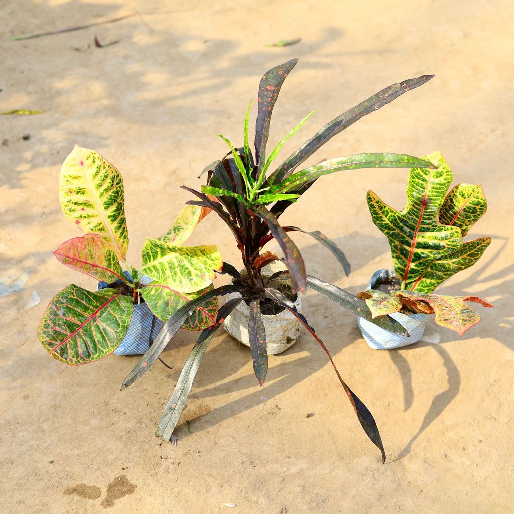 Buy Set of 3 - Croton (Oakleaf, Mother Daughter & Petra) in 4 Inch Nursery Bag Online | Urvann.com Set of 3 - Croton (Oakleaf, Mother Daughter & Petra) in 4 Inch Nursery Bag
