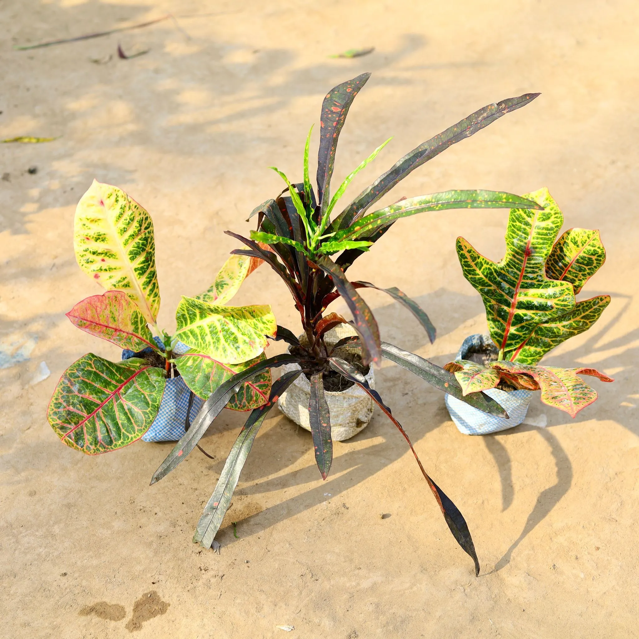 Set of 3 - Croton (Oakleaf, Mother Daughter & Petra) in 4 Inch Nursery Bag