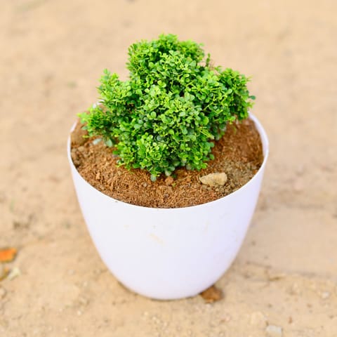 Table Kamini Ball in 6 Inch White Premium Orchid Round Plastic Pot