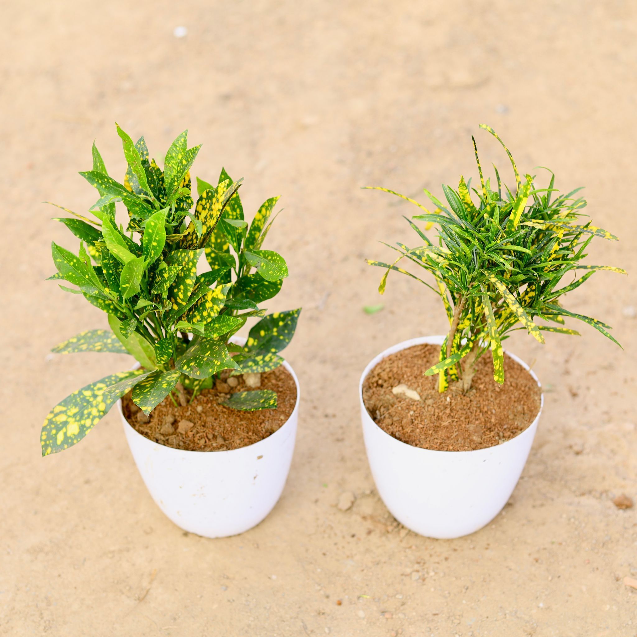 Set of 2 - Baby & Chironji Croton Gold Star in 6 Inch White Premium Orchid Round Plastic Pot