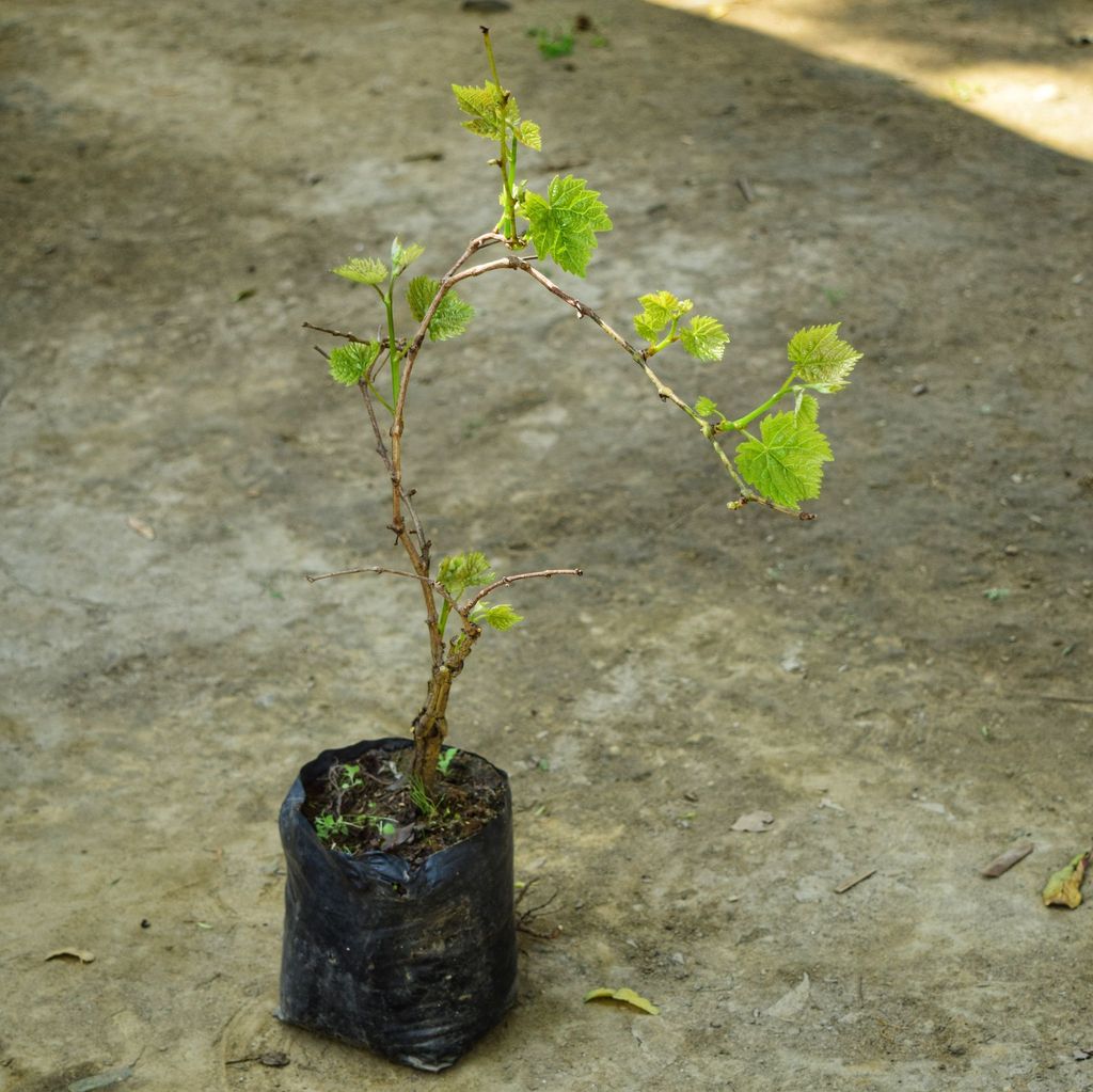 Angoor / Grapes Plant in 5 Inch Nursery Bag