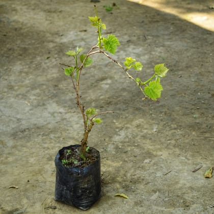 Buy Angoor / Grapes Plant in 5 Inch Nursery Bag Online | Urvann.com