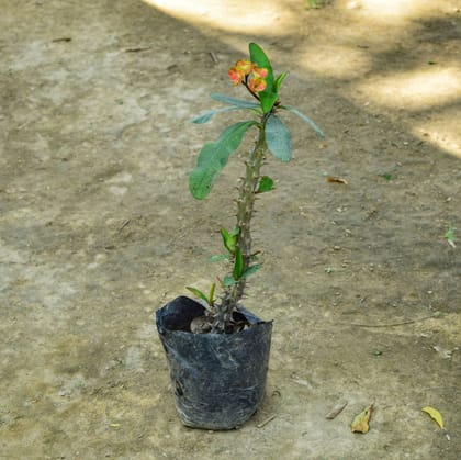 Buy Euphorbia Mili (Any Colour) In 5 Inch Nursery Bag Online | Urvann.com