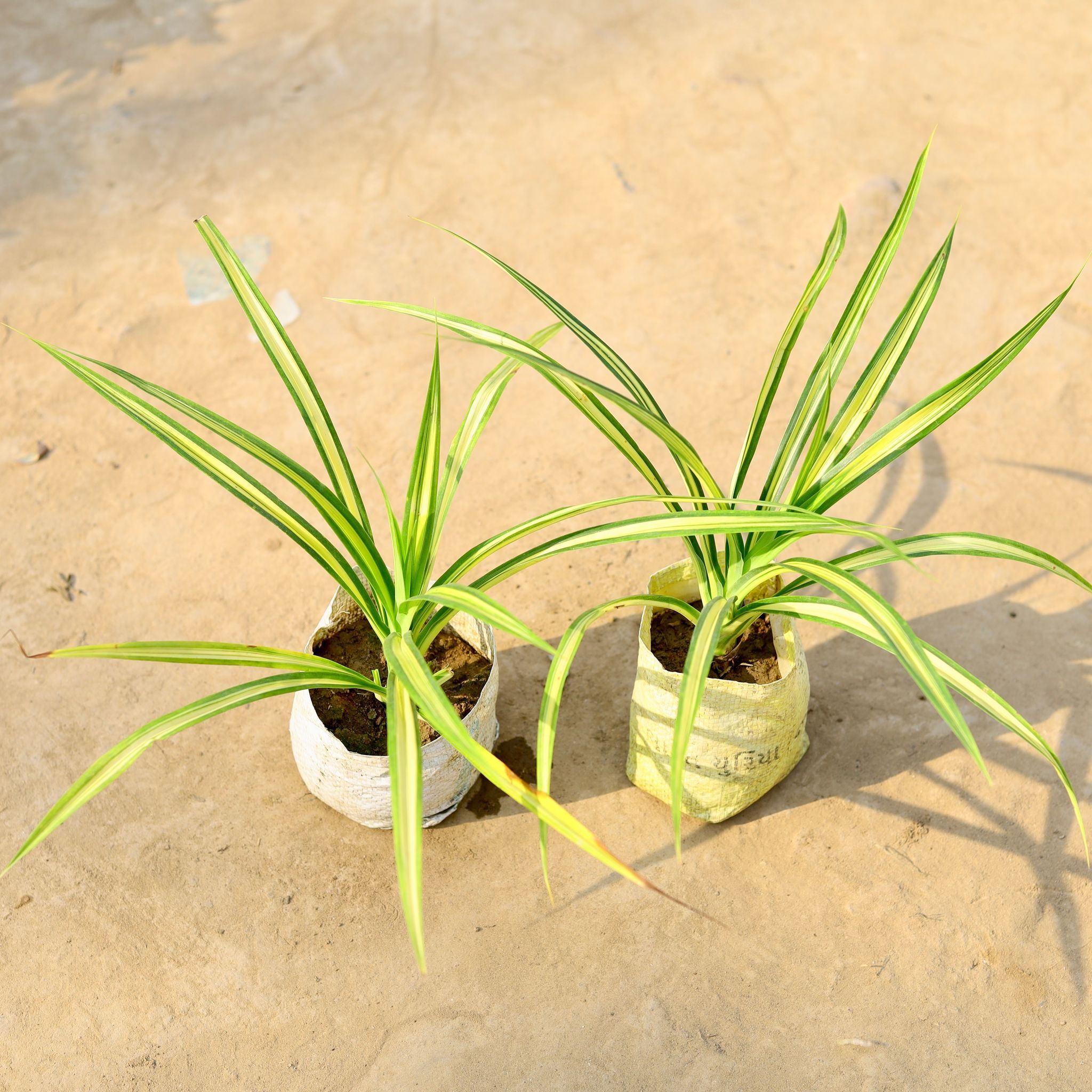 Set of 2 - Pandanus / Screwpine in 4 Inch Nursery Bag