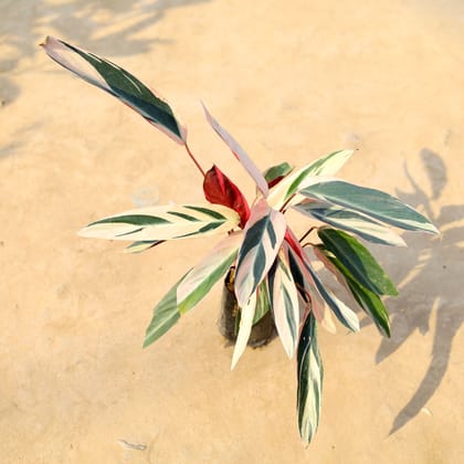 Buy Calathea Tricolour Star in 4 Inch Nursery Bag Online | Urvann.com