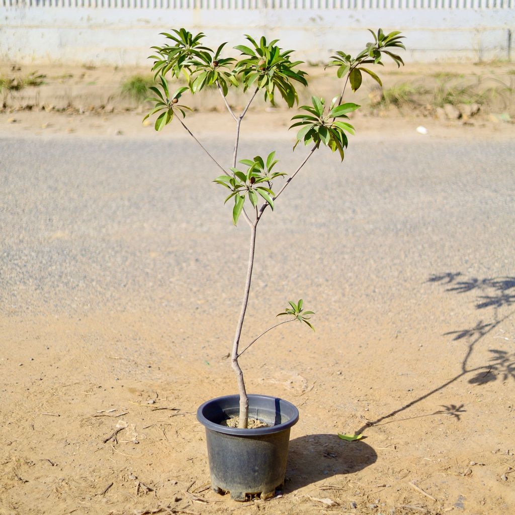 Buy Chiku / Sapodilla in 12 Inch Nursery Pot Online | Urvann.com Chiku / Sapodilla (~ 4 Ft) in 12 Inch Nursery Pot