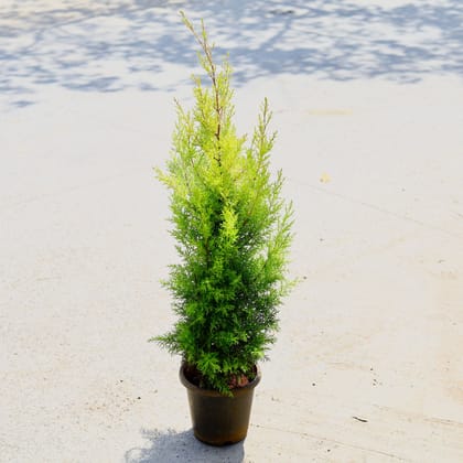 Buy Cypress Golden (~ 3 Ft) in 8 Inch Nursery Pot Online | Urvann.com