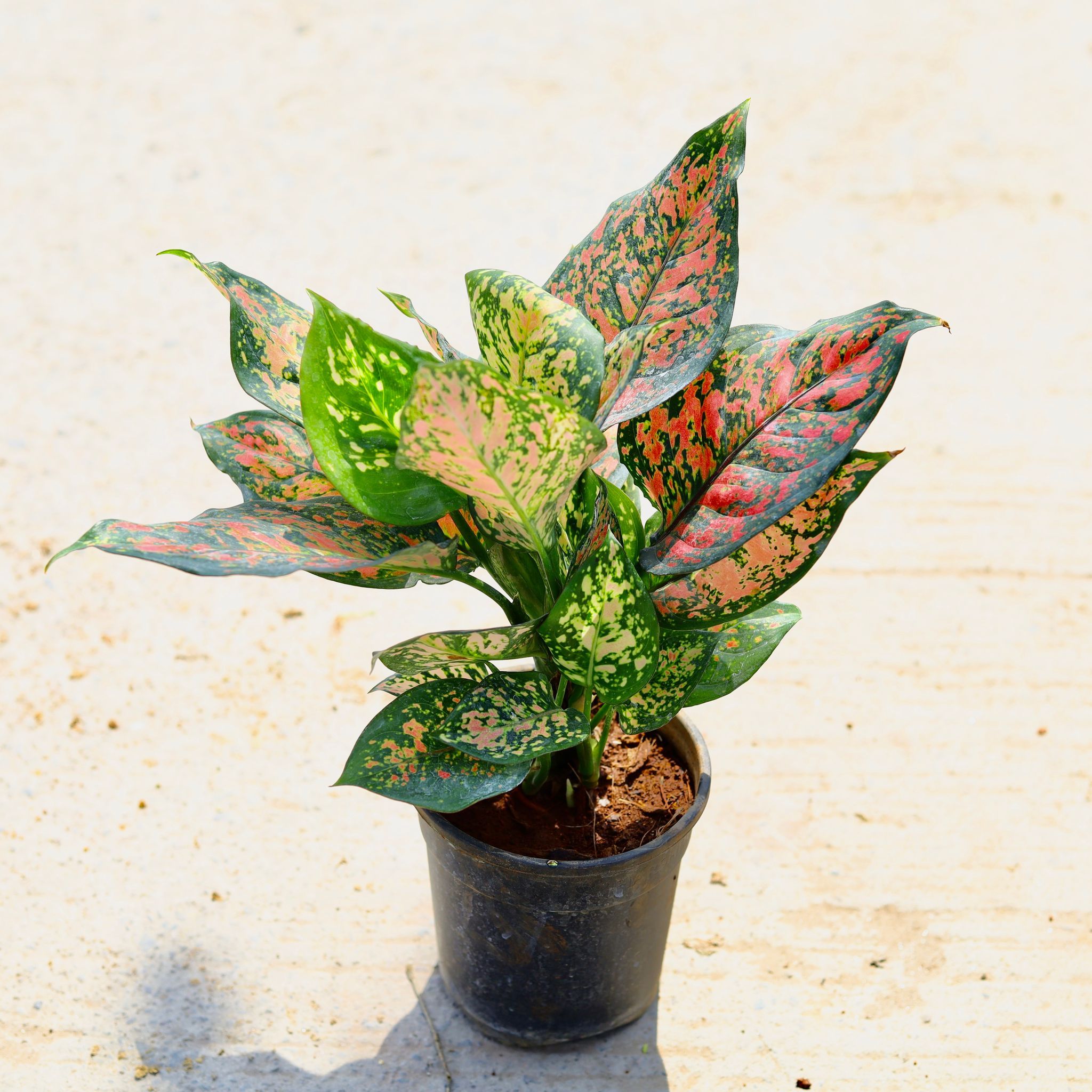Aglaonema Pink Dalmatian in 4 Inch Nursery Pot