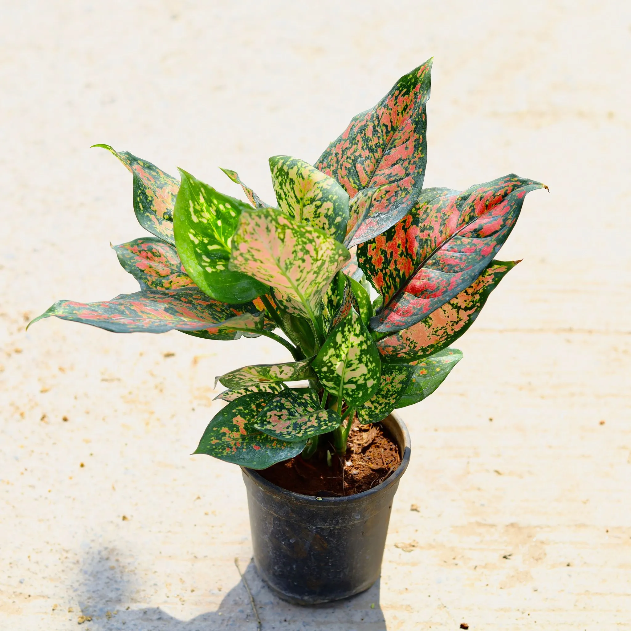 Aglaonema Pink Dalmatian in 4 Inch Nursery Pot