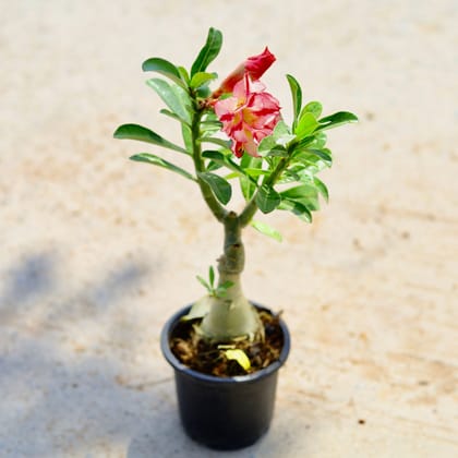 Buy Adenium (any colour) in 4 Inch Nursery Pot Online | Urvann.com