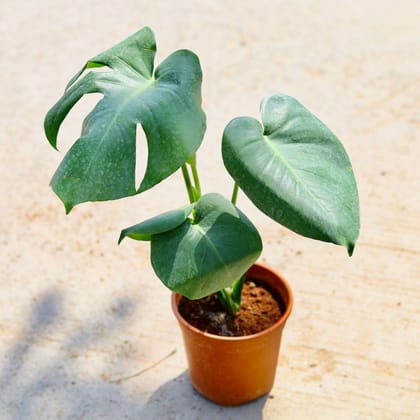 Buy Monstera Deliciosa in 6 Inch Nursery Pot Online | Urvann.com