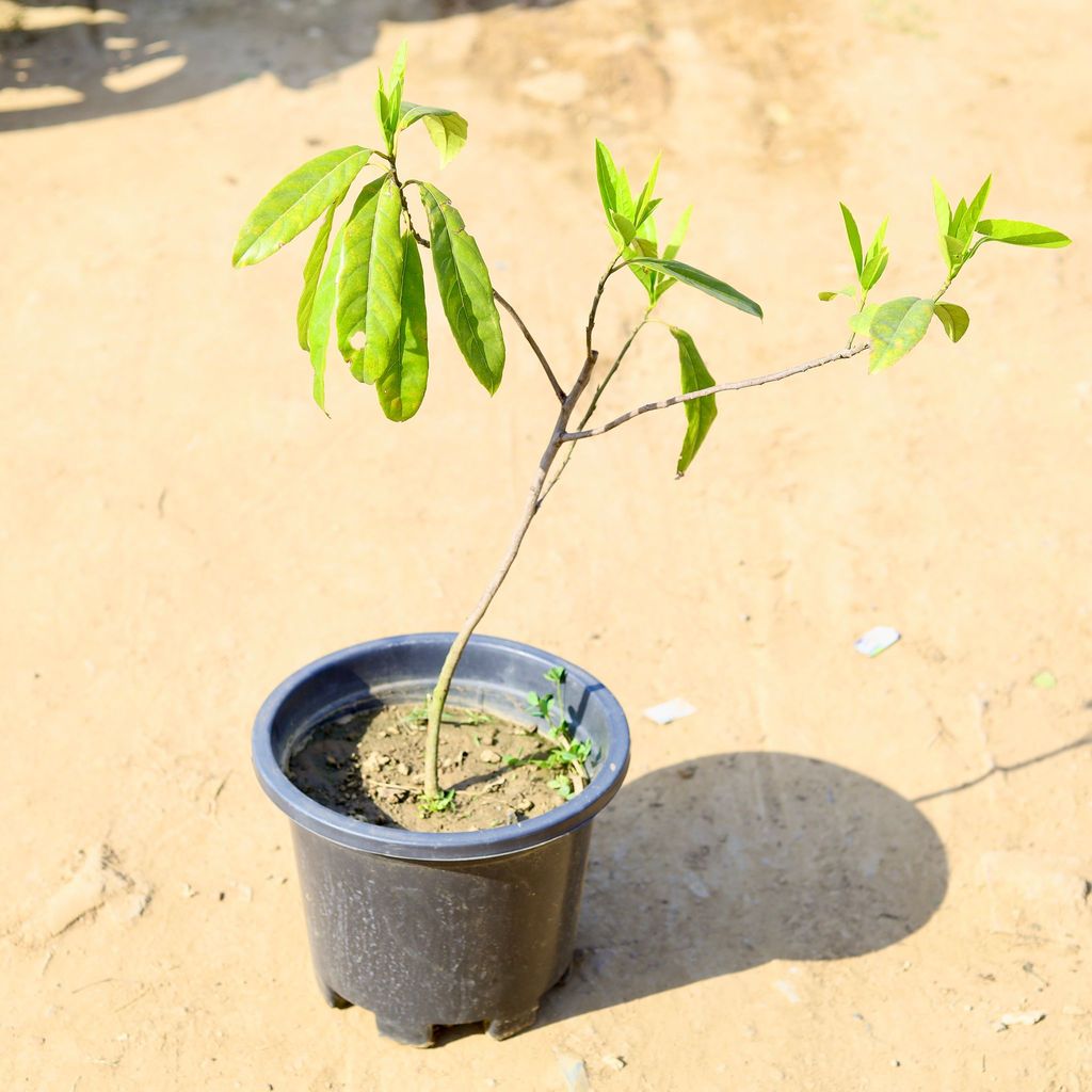Buy Rudraksha in 10 Inch Nursery Pot Online | Urvann.com Rudraksha in 10 Inch Nursery Pot