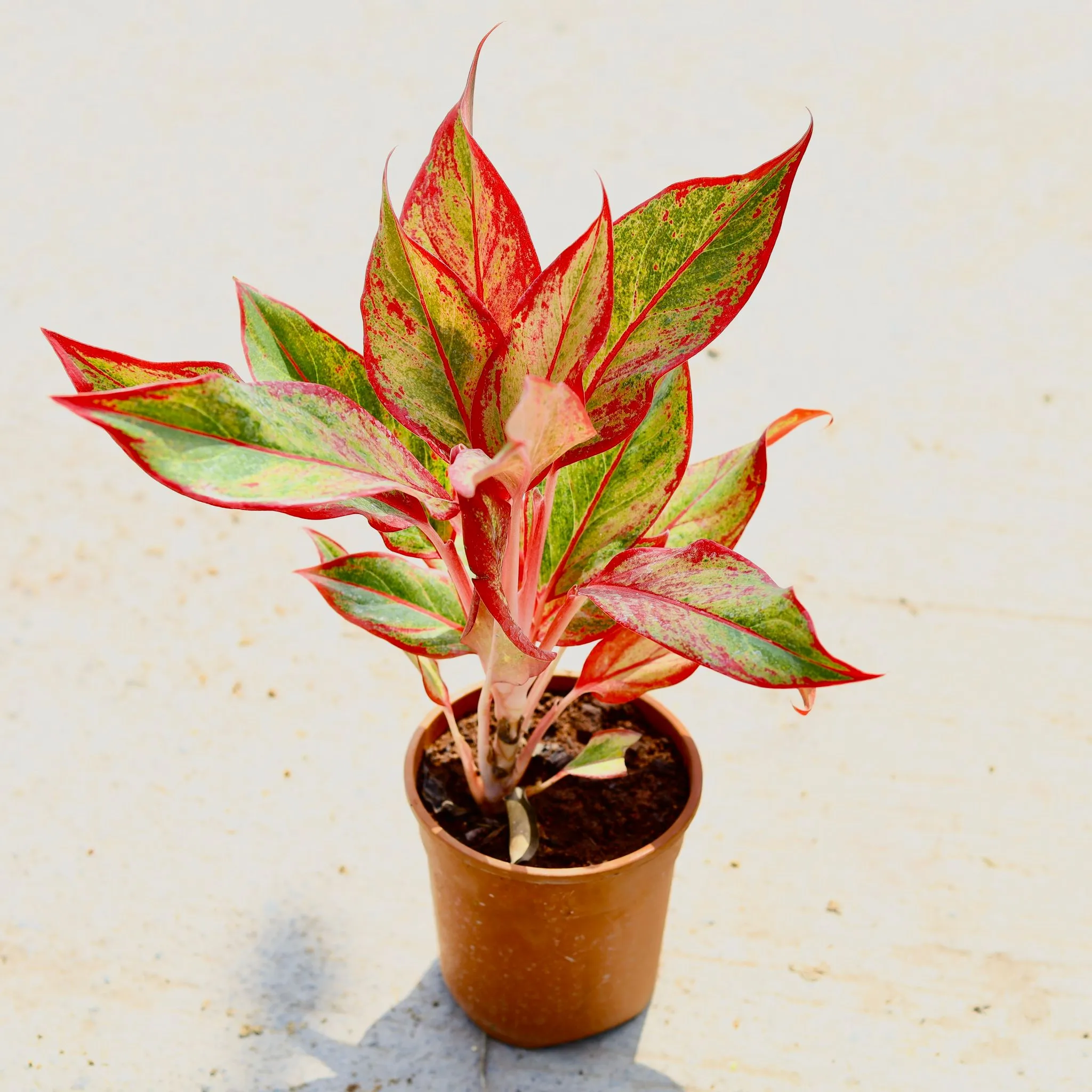 Aglaonema Lipstick in 4 Inch Nursery Pot