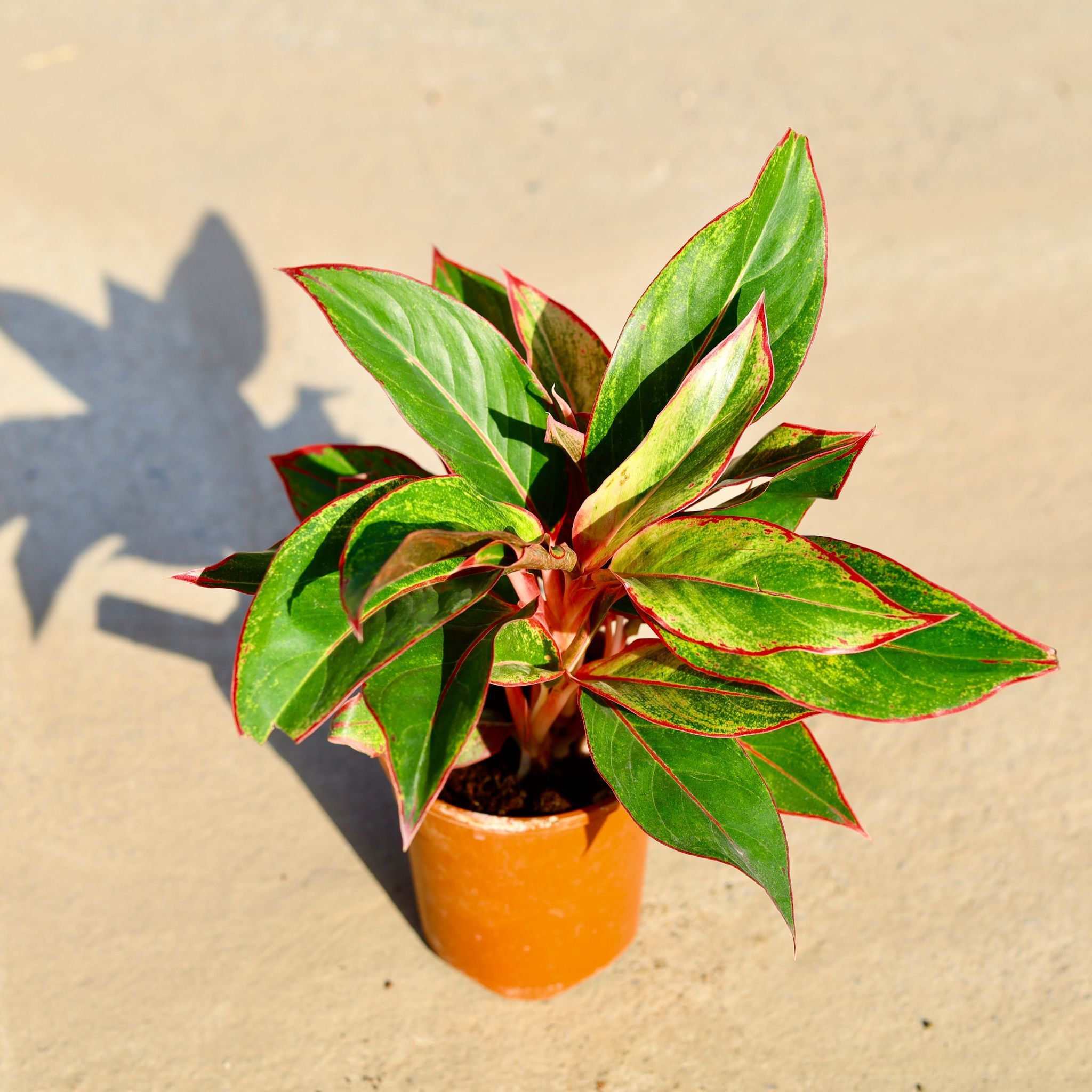 Aglaonema Lipstick in 5 Inch Nursery Pot