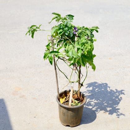 Buy Rakhi Bel / Passiflora/ Passionflower (any colour) in 8 Inch Nursery Pot Online | Urvann.com