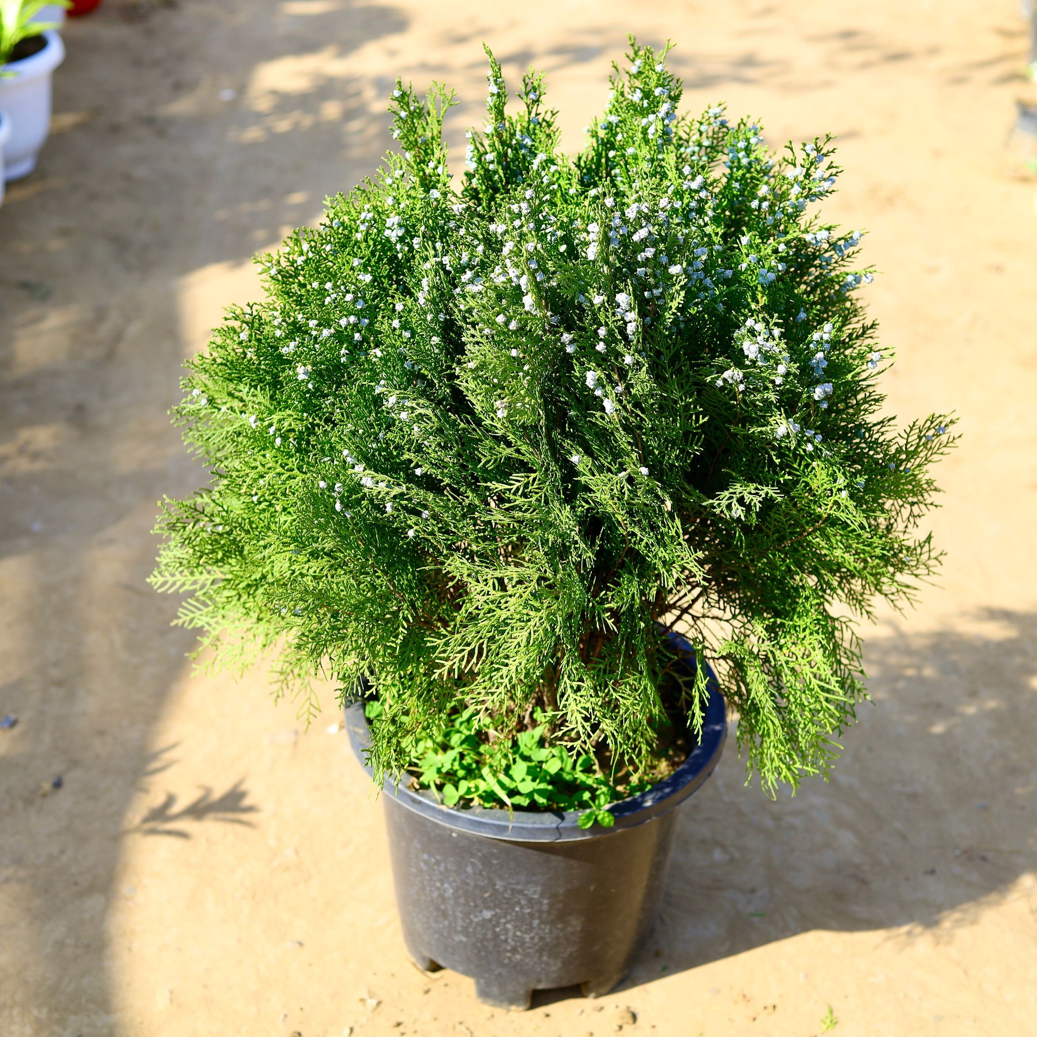 Morpankhi Desi (~ 2 Ft) in 12 Inch Nursery Pot