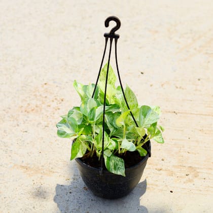 Buy Money Plant Variegated in 6 Inch Black Hanging Basket Online | Urvann.com