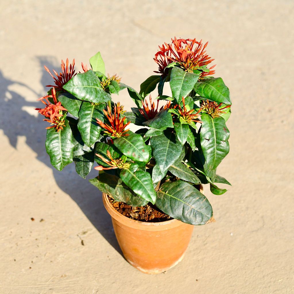 Ixora Hybrid Red in 6 Inch Nursery Pot