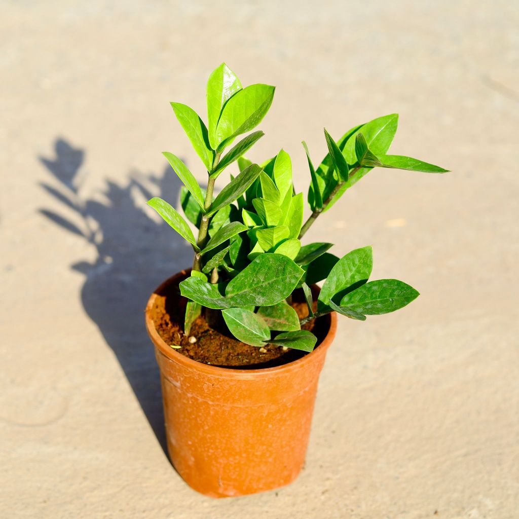 Zz Green in 5 Inch Nursery Pot