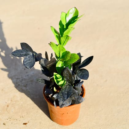 Buy Zz Black in 4 Inch Nursery Pot Online | Urvann.com
