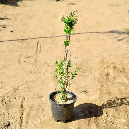 Buy Anar / Pomegrate in 10 Inch Nursery Pot Online | Urvann.com