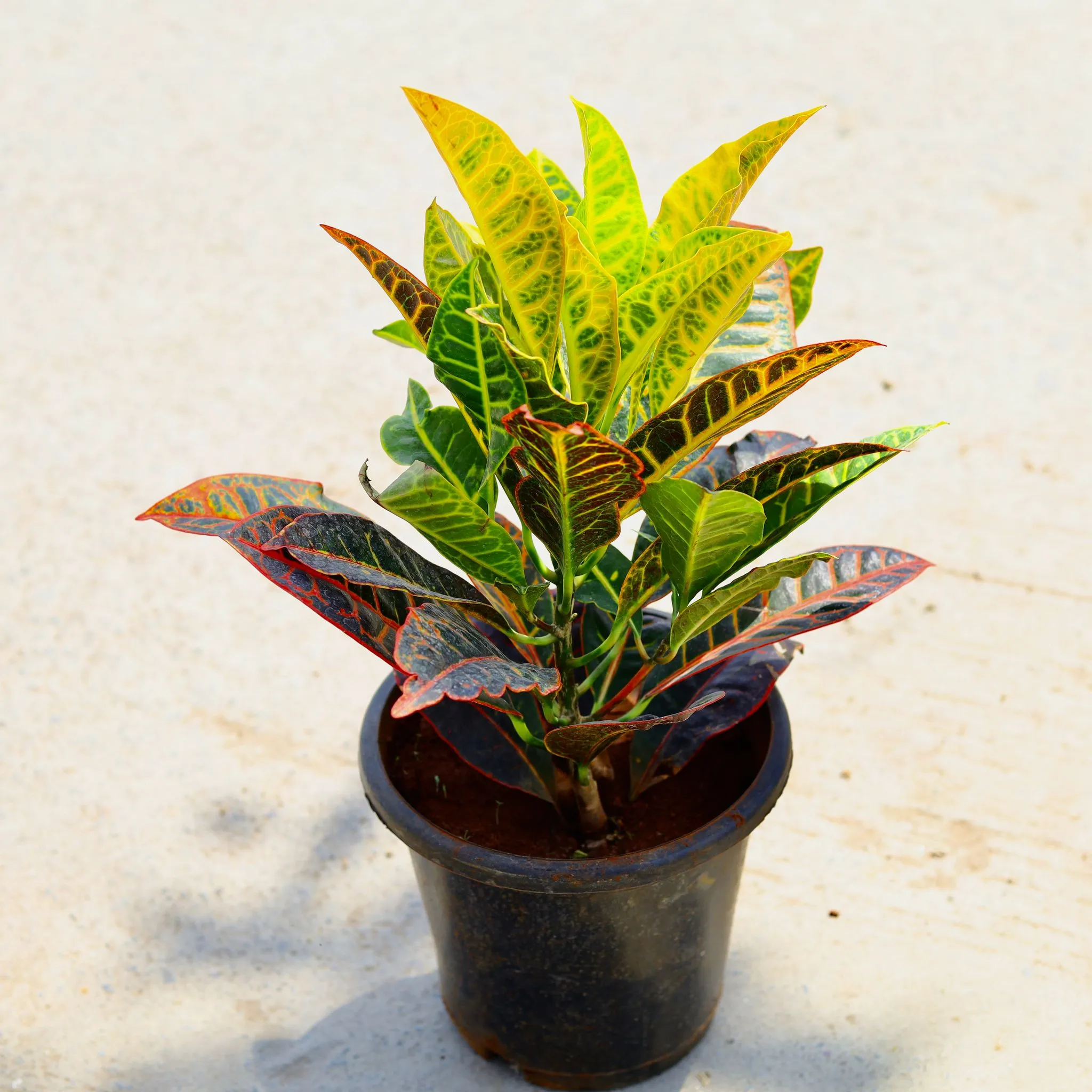 Croton Petra in 8 Inch Nursery Pot