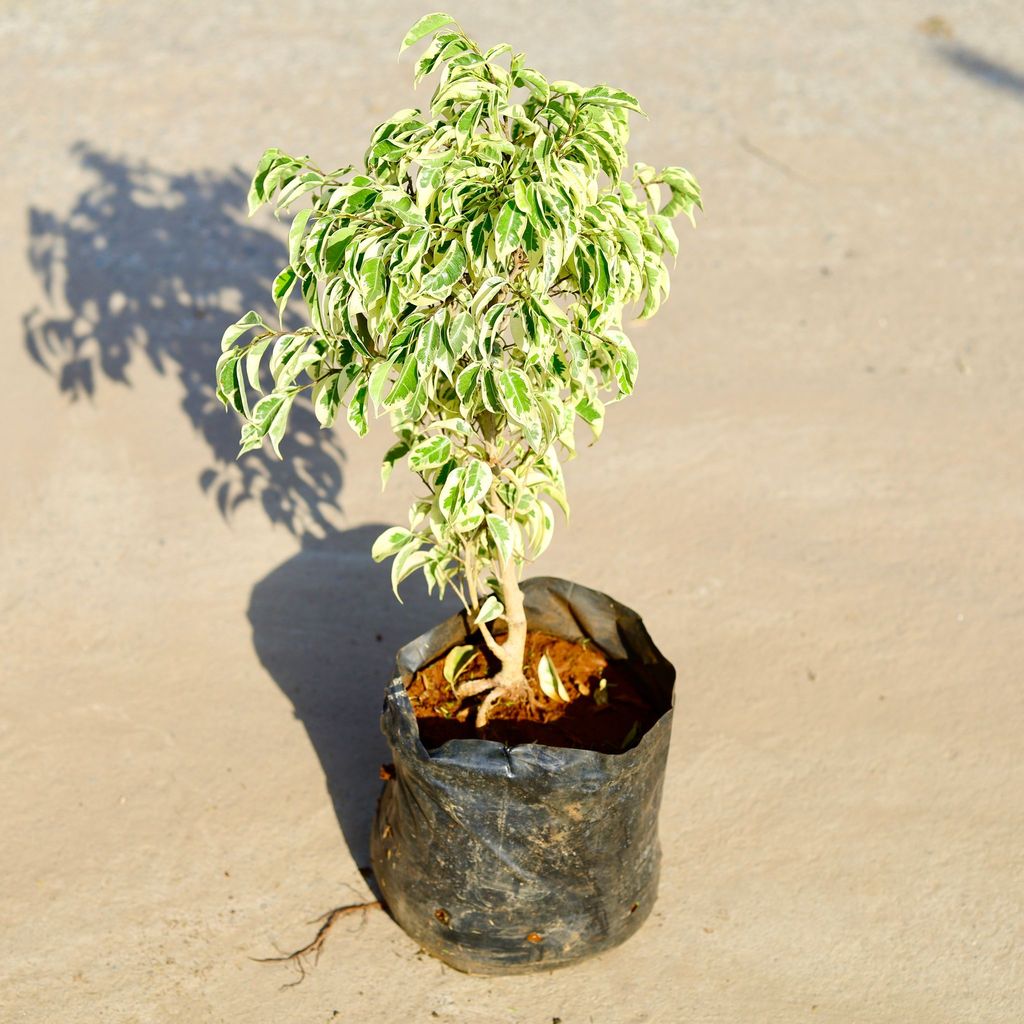 Buy Ficus Starlight in 8 Inch Nursery Bag Online | Urvann.com Ficus Starlight in 8 Inch Nursery Bag