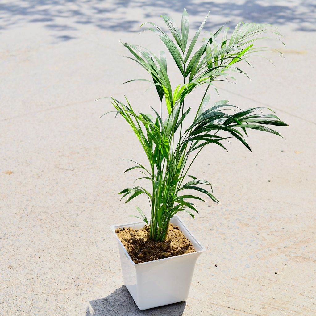Areca Palm (~ 2 Ft) in 10 Inch White Uber Premium Plastic Pot
