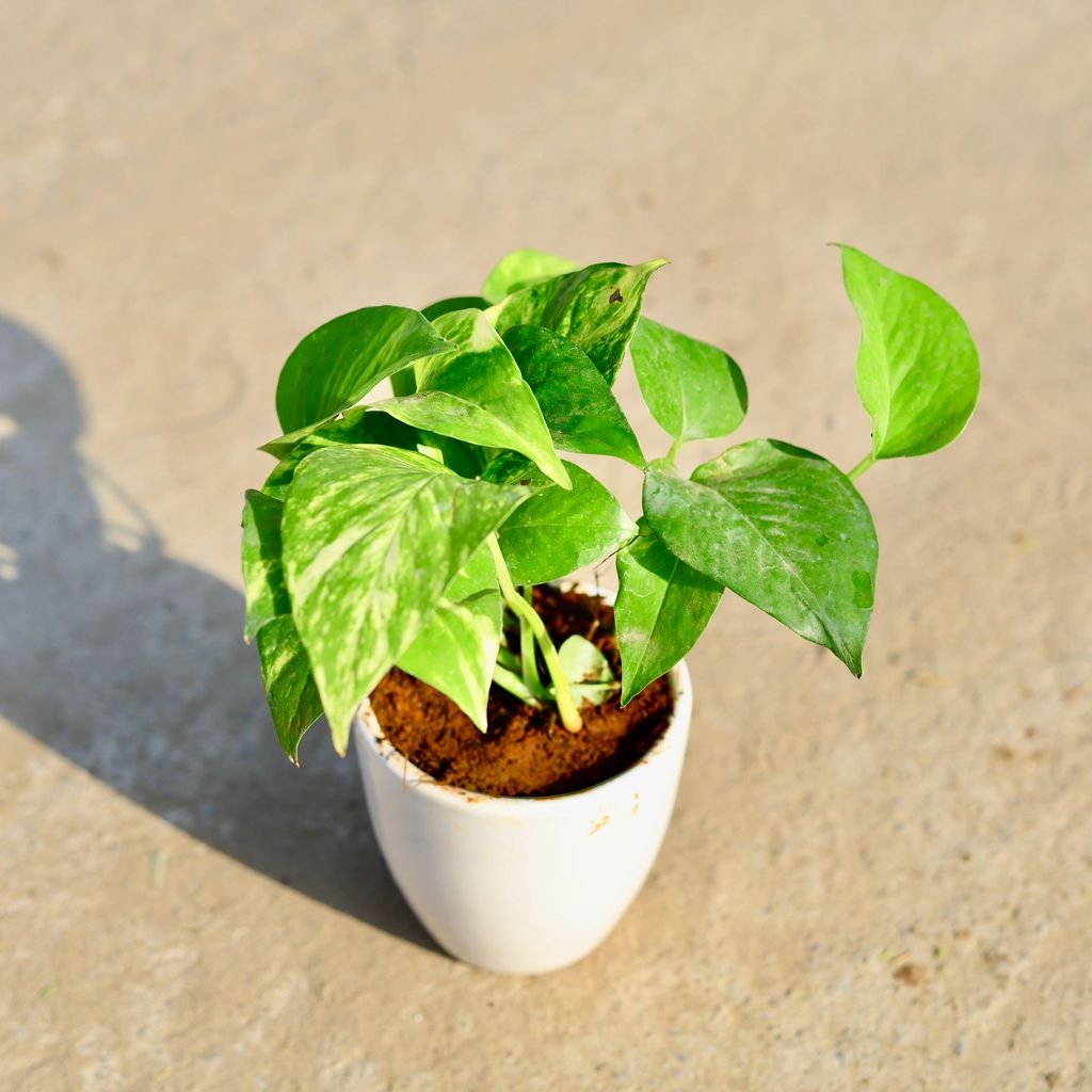 Green Money plant in 4 Inch Classy White Cup Ceramic Pot