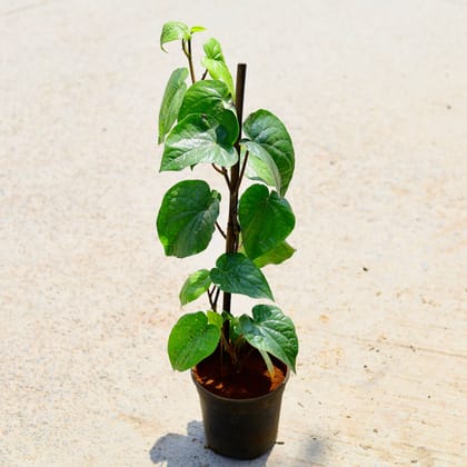 Buy Paan / Betal Leaf in 6 Inch Nursery Pot Online | Urvann.com