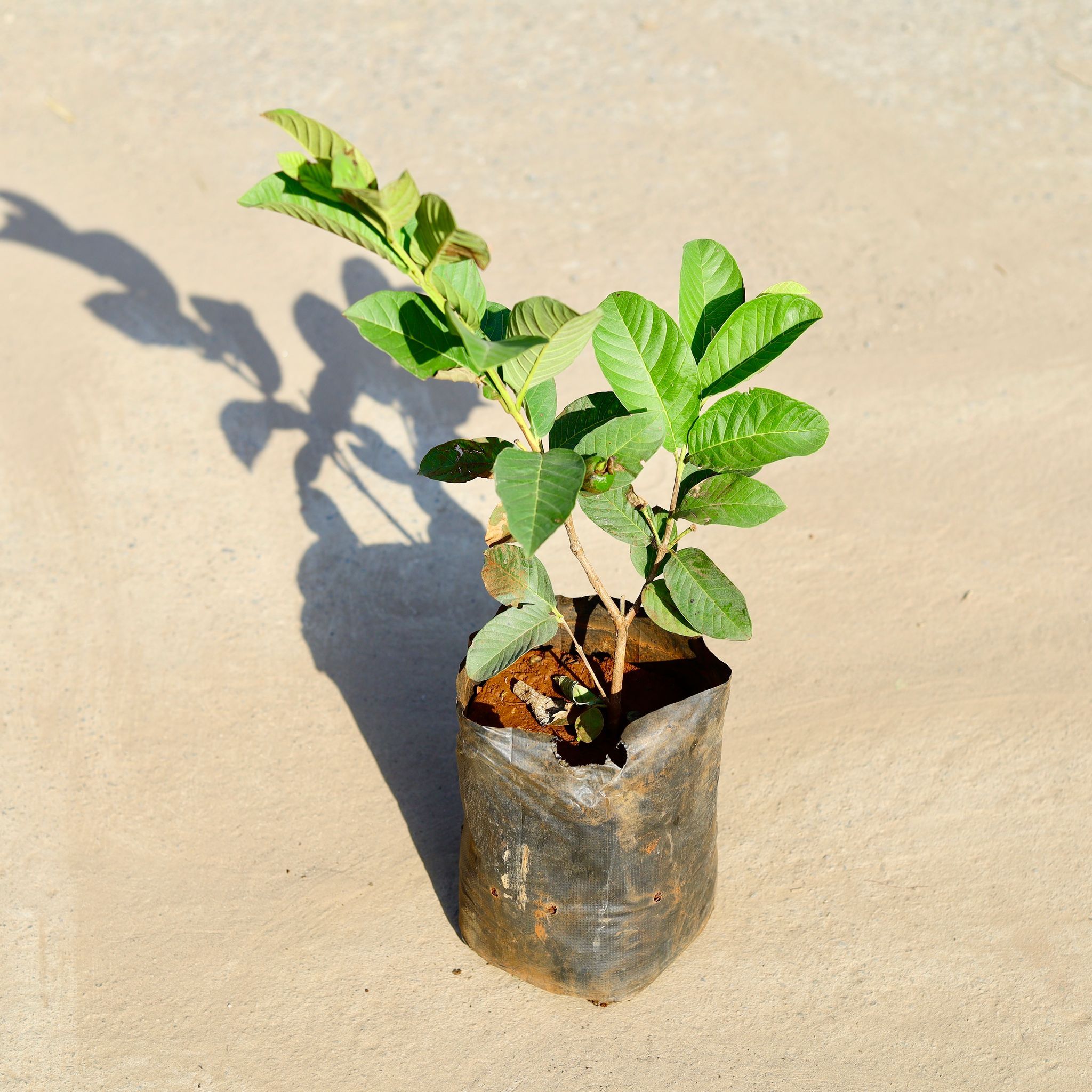 Amrood / Guava (~ 1 Ft) in 6 Inch Nursery Bag