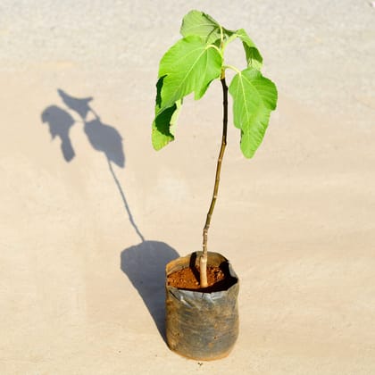 Buy Anjeer / Fig in 6 Inch Nursery Bag Online | Urvann.com