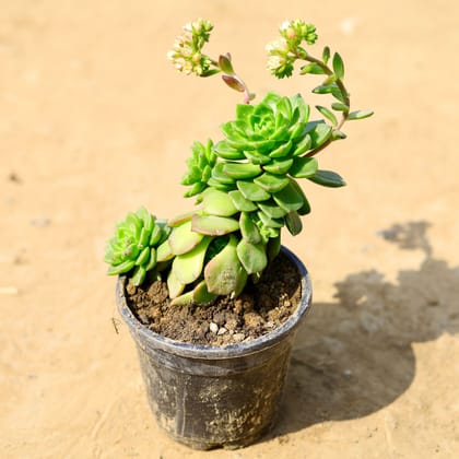 Buy Echeveria Multihead Succulent in 4 Inch Nursery Pot Online | Urvann.com