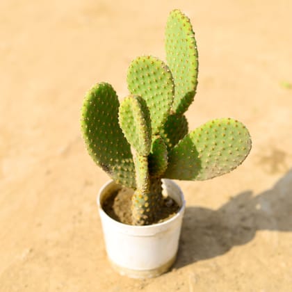 Buy Bunny Ear Golden Cactus in 6 Inch Nursery Pot Online | Urvann.com