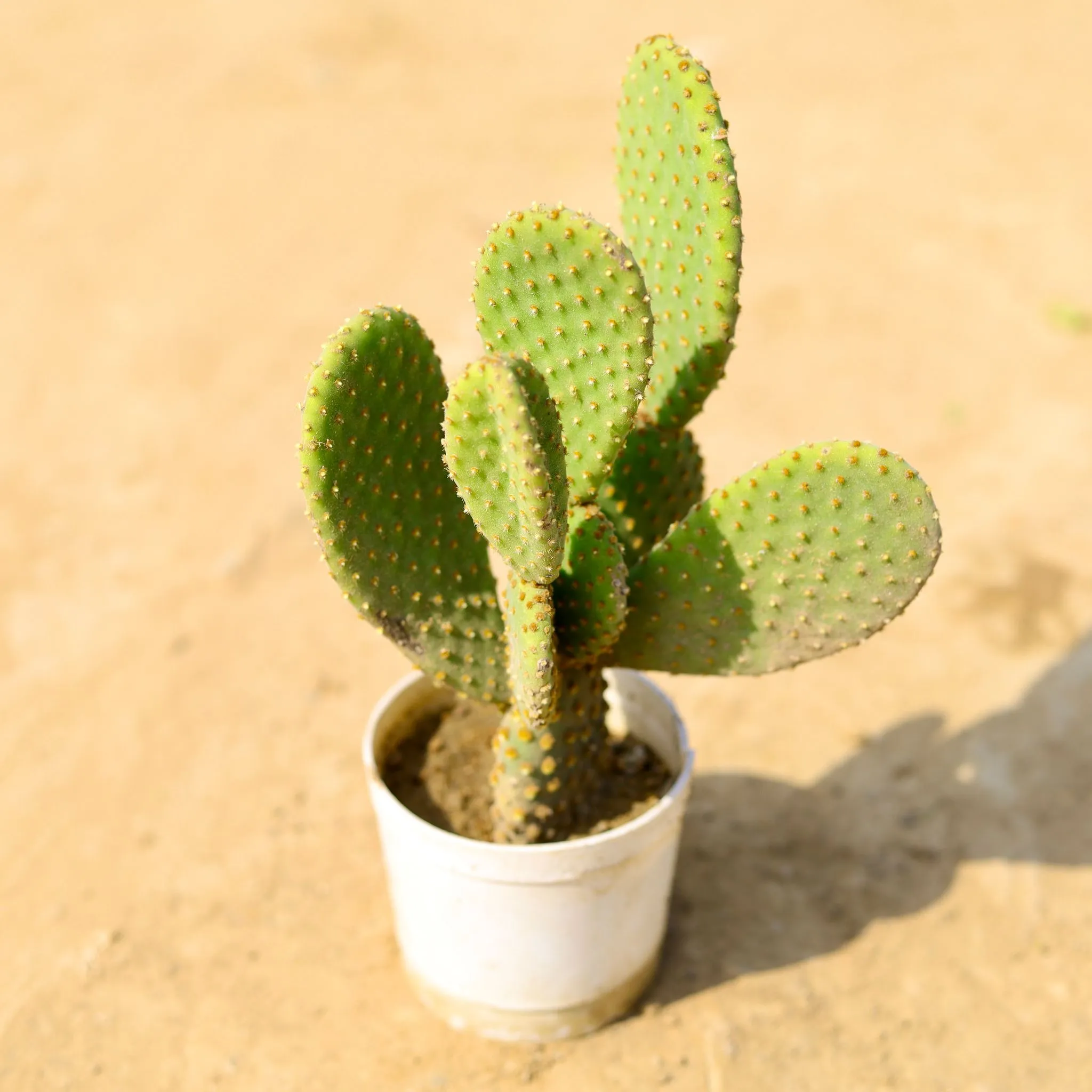 Bunny Ear Golden Cactus in 6 Inch Nursery Pot