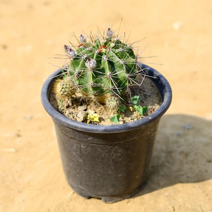 Buy Echinocactus in 3 Inch Nursery Pot Online | Urvann.com