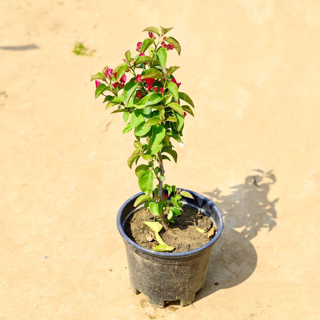 Buy Bougainvillea English (any colour) in 8 Inch Nursery Pot Online | Urvann.com Bougainvillea English (any colour) in 8 Inch Nursery Pot