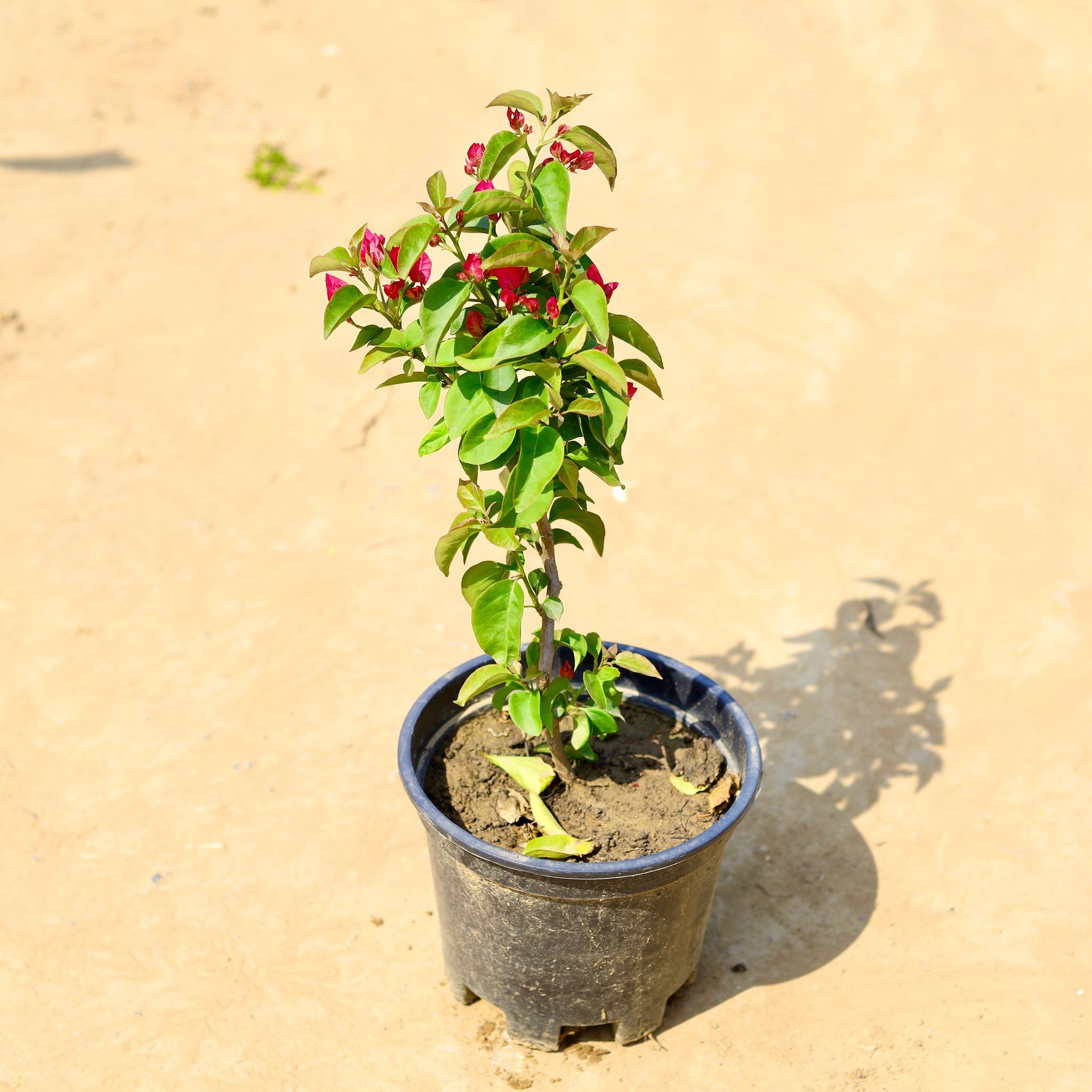 Bougainvillea English (any colour) in 8 Inch Nursery Pot
