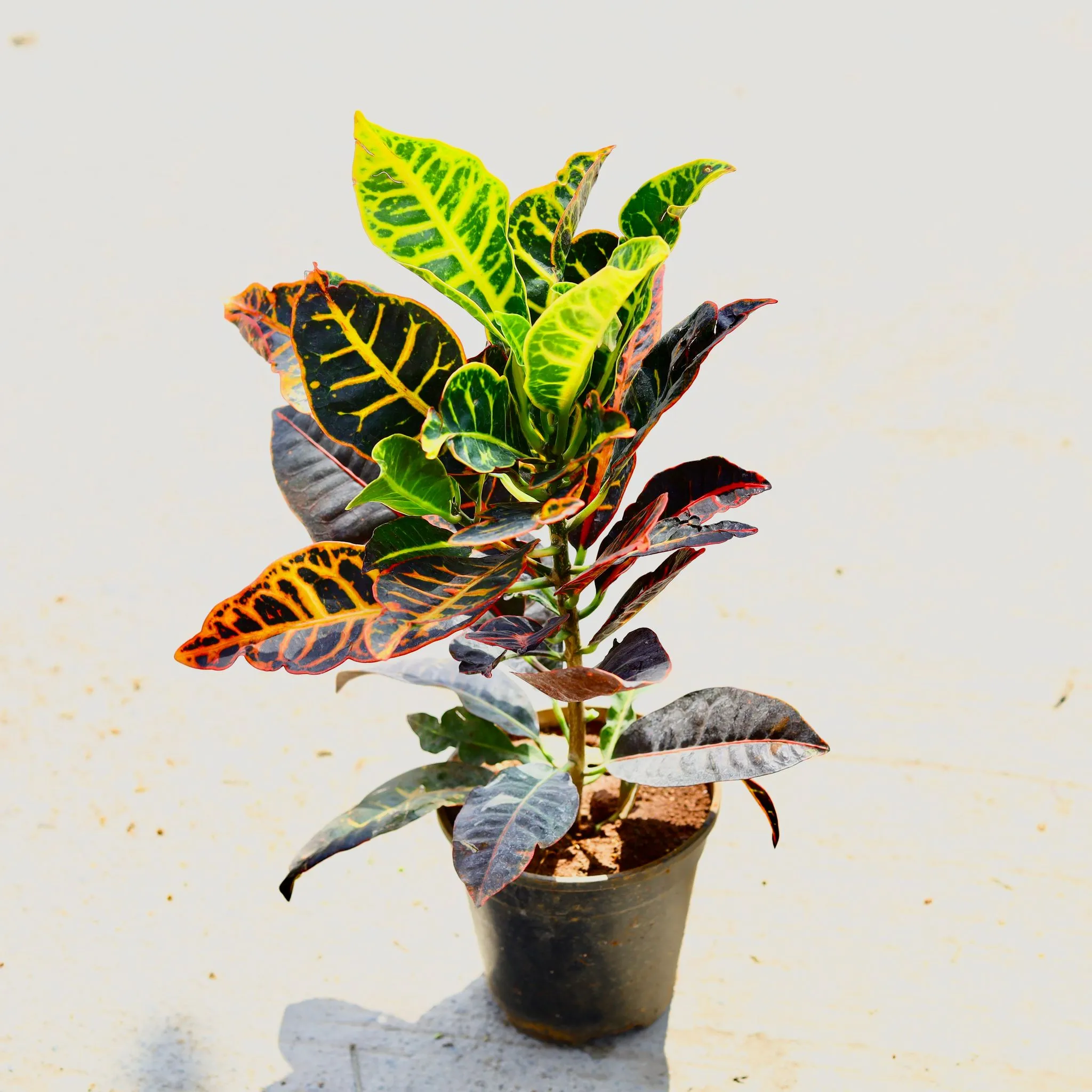 Croton Petra in 6 Inch Nursery Pot