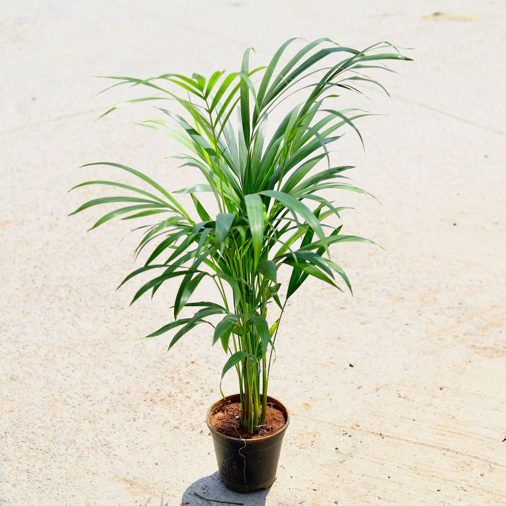 Areca Palm (~ 2 Ft) in 6 Inch Nursery Pot