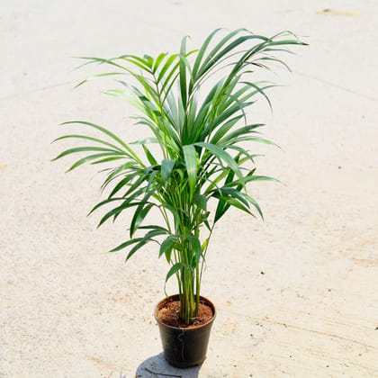 Buy Areca Palm (~ 2 Ft) in 6 Inch Nursery Pot Online | Urvann.com
